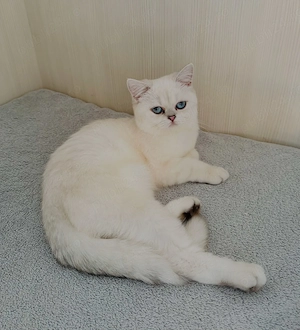 Pui british shorthair chincila silver - imagine 3