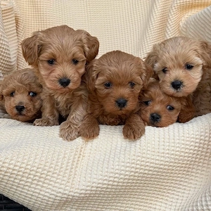 Maltipoo Caniche Pudel Mini Toy  - imagine 3