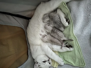 Pui british shorthair chincila silver - imagine 5