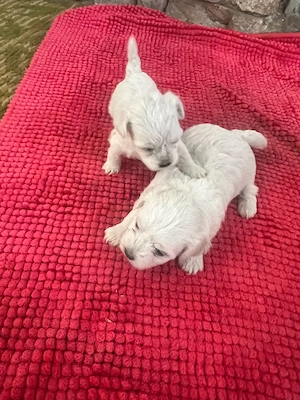 Bichon Maltez - 1luna - imagine 2