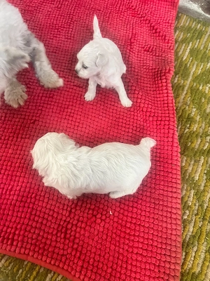 Bichon Maltez - 1luna - imagine 3