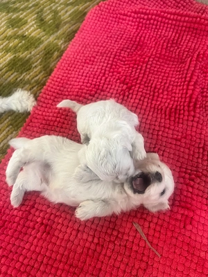 Bichon Maltez - 1luna