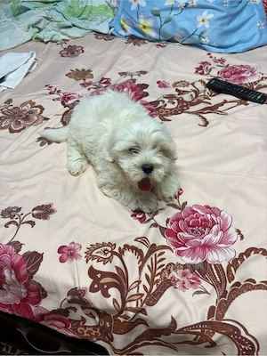 Bichon Maltez Mini Toy - imagine 4