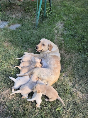 Labrador puiuti - imagine 3