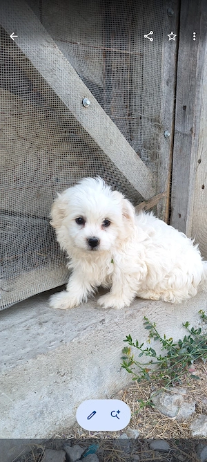 cățel bichon frumos