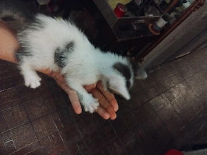 pisoi de adoptat 