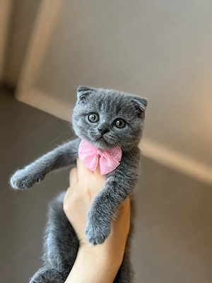 Scottish fold Pisicuta  - imagine 2