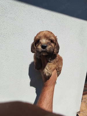 baietel bichon havanez deosebit  - imagine 4