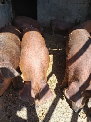 de vanzare 8 soldani de 3 luni ofer transport