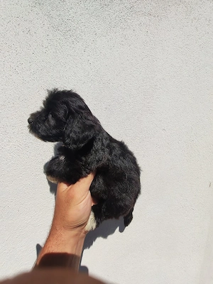 fetiță de bichon havanez 2 luni  - imagine 5