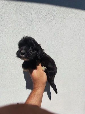 fetiță de bichon havanez 2 luni  - imagine 3