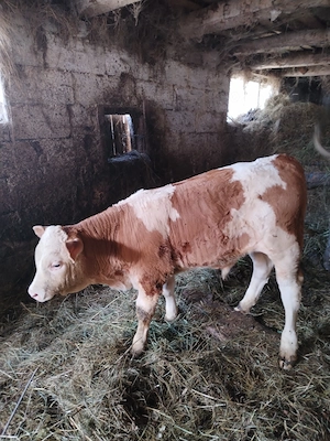 Vând vițel tauras