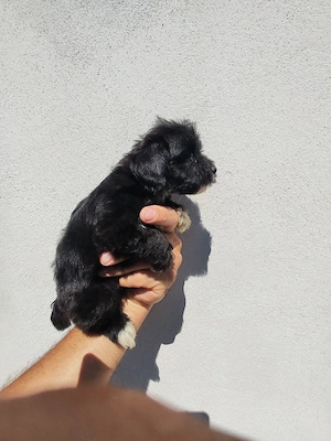 fetiță de bichon havanez 2 luni 