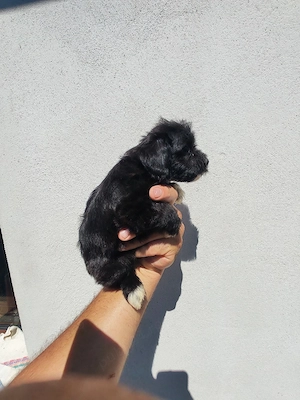 fetiță de bichon havanez 2 luni  - imagine 2