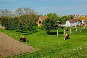 Caut Persoană Ajutor in Gospodărie 