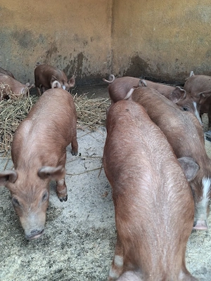 de vanzare 8 purcei de 8 saptamani ofer transport