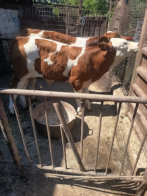 Vând tăuraș bălțată românească 