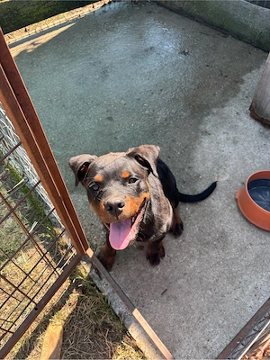 Vand pui de rottweiler