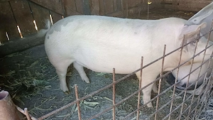 Vând purcea gestanta în 2 luni 