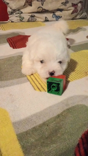 Bichon maltez toy  - imagine 3