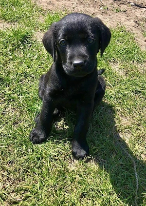 Labrador pui superbi - imagine 3
