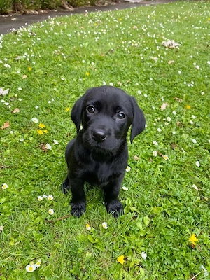 Labrador pui superbi - imagine 2
