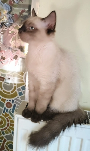 Ragdoll băieți  - imagine 3