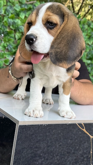 Pui Beagle Tricolor  - imagine 3
