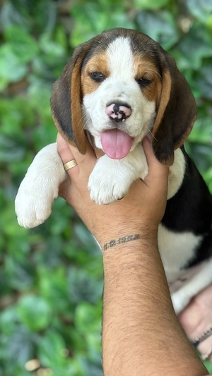 Pui Beagle Tricolor  - imagine 2