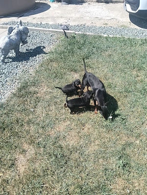 pinscher pitic doberman pitic  - imagine 5