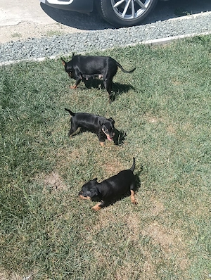 pinscher pitic doberman pitic  - imagine 3