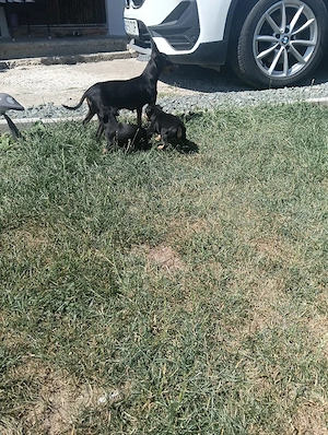 pinscher pitic doberman pitic  - imagine 4