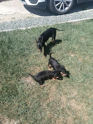 pinscher pitic doberman pitic 
