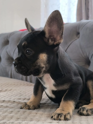 Pui de bulldog francez de rasă pură.