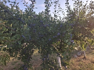 Prune de vanzare 