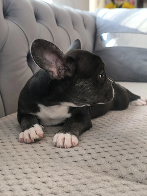 Pui de bulldog francez de rasă pură. - imagine 2
