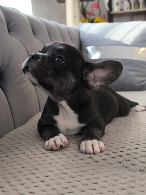 Pui de bulldog francez de rasă pură. - imagine 3