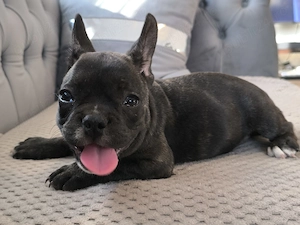 Pui de bulldog francez de rasă pură. - imagine 5