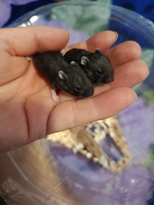 vand hamsteri , disponibil mai multe culori. - imagine 2
