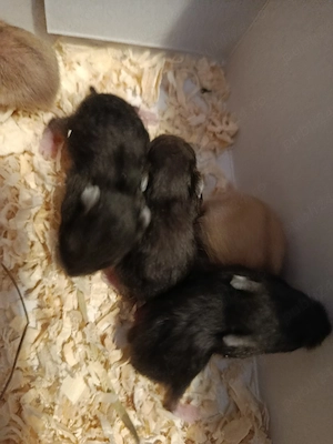 vand hamsteri , disponibil mai multe culori. - imagine 3