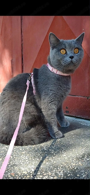 British shorthair blue  - imagine 5