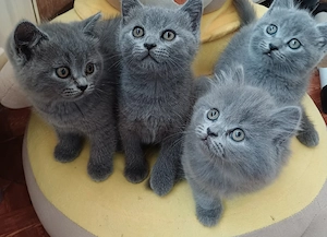 British shorthair 