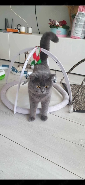 British shorthair blue  - imagine 4