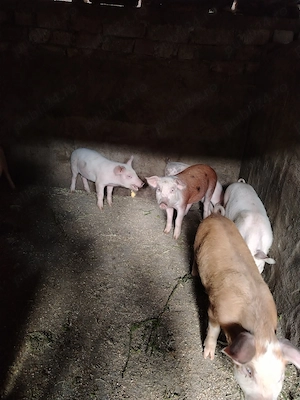Purcei de vânzare 12 săptămâni 