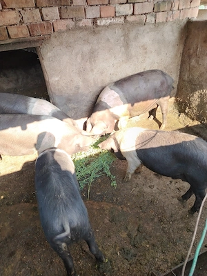 Porci de vânzare intre 60-120 kg - imagine 3