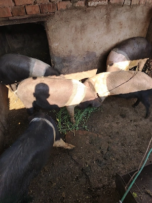 Porci de vânzare intre 60-120 kg - imagine 4