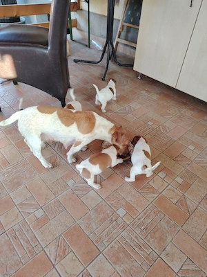 Jack Russel terier  - imagine 2