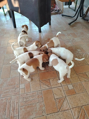 Jack Russel terier  - imagine 4