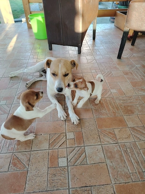 Jack Russel terier  - imagine 3