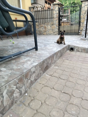 Catei malinois - imagine 2